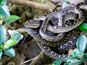 ホンハブが木の枝にいる画像