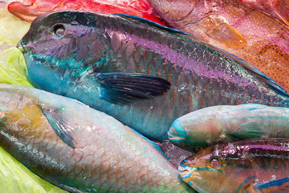 イラブチャー画像