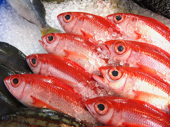 沖縄の三大高級魚アカマチ