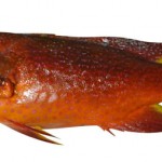 バラハタ(沖縄名:ナガジューミーバイ)は、シガテラ毒を持つ可能性のある魚のうちの一種