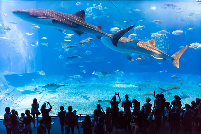 美ら海水族館の画像水槽前